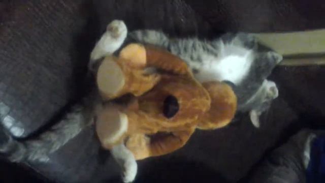 Кот без чувств,хахаха смотреть всем ржака))) смотреть онлайн