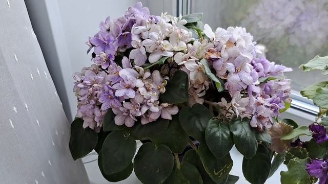 Лучшие ТРЕЙЛЕРНЫЕ фиалки в моей коллекции смотреть онлайн