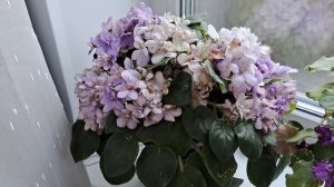 Лучшие ТРЕЙЛЕРНЫЕ фиалки в моей коллекции