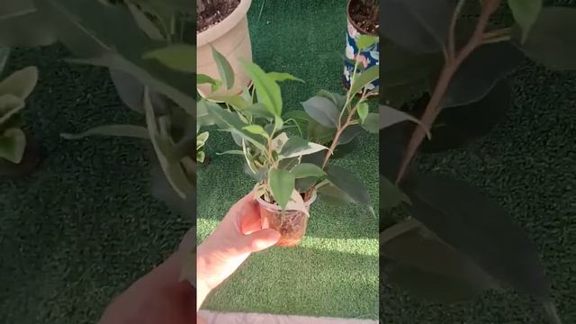 Быстрое укоренение черенков фикуса в кокосе смотреть онлайн