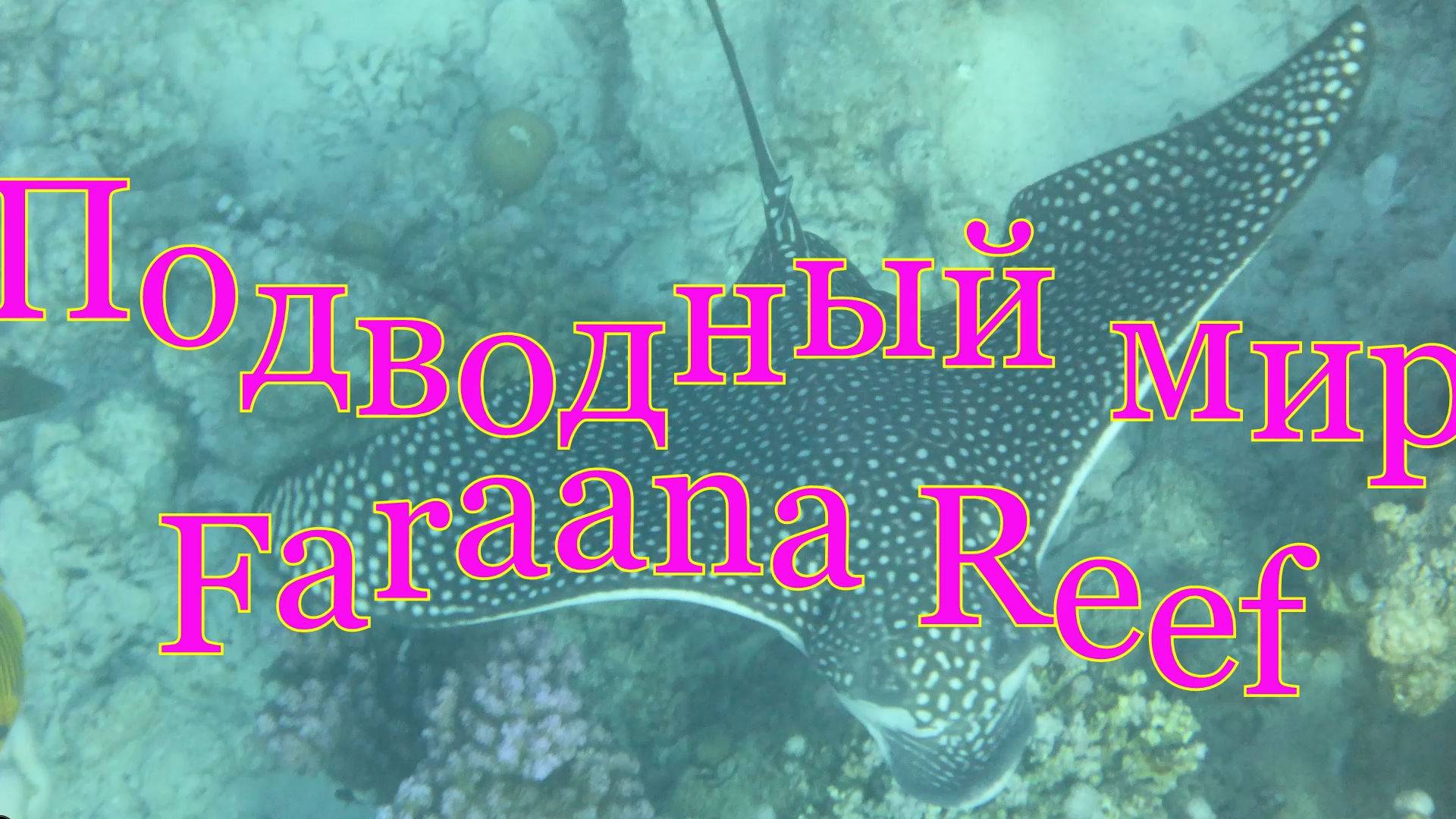 Подводный мир отеля Faraana Reef Resort