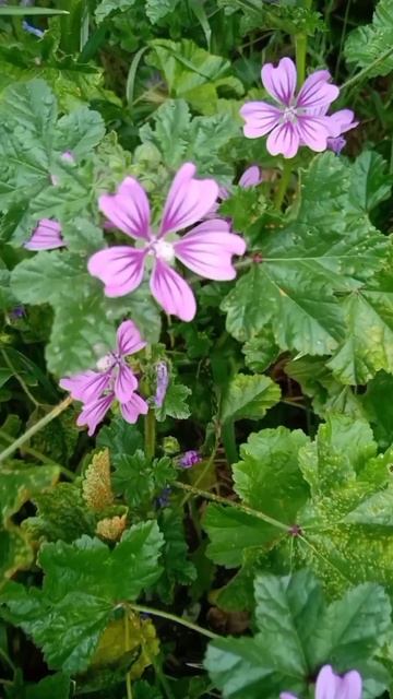 МАЛЬВА смотреть онлайн