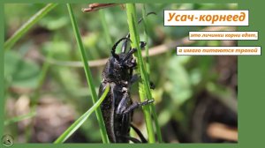 Усач-корнеед ест травинку. Май 2025