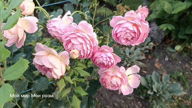 Розы. Лето 2024г.