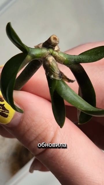 Детки орхидеи - пересадка в тепличку с мхом #мох#мохдля