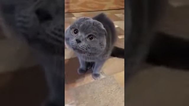 Позови алю смотреть онлайн