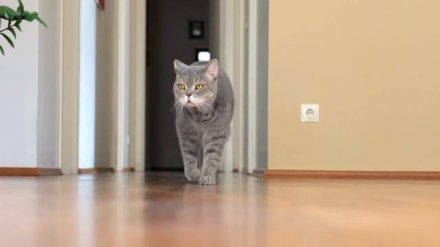 Почему коты УБЕГАЮТ и не возвращаются? Узнай, как ЭТО п смотреть онлайн