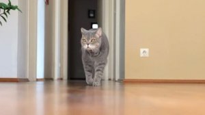 Почему коты УБЕГАЮТ и не возвращаются? Узнай, как ЭТО п