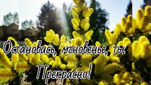 Редкие хвойные с ЗОЛОТЫМ приростом!🔥Остановись, мгновенье, ты прекрасно!!! 28 мая 2025г