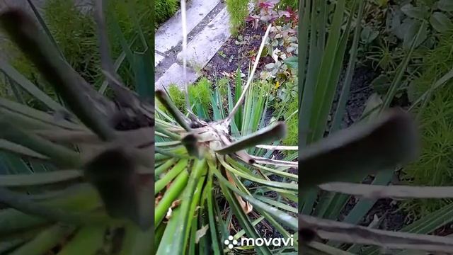 Юкка цветет один раз и куст отмирает. смотреть онлайн