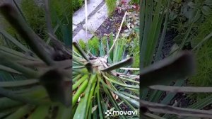 Юкка цветет один раз и куст отмирает.