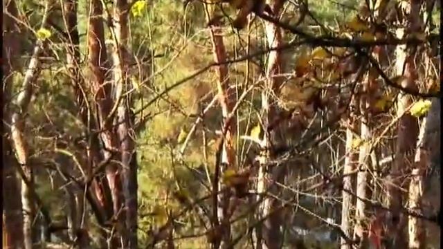 Листопад в Октябре смотреть онлайн