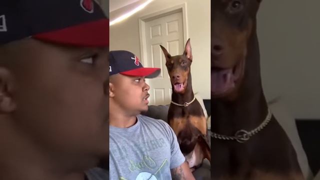 приколы с собаками чихуахуа