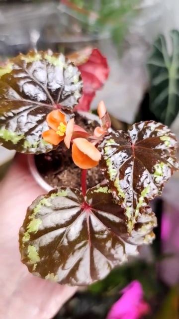 коллекционная бегония Ignita #flowers #homeplants #домашниерастен смотреть онлайн