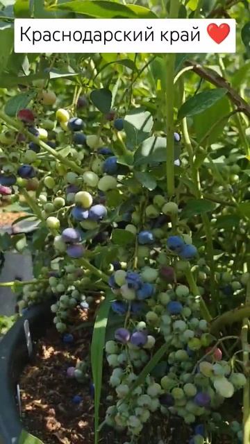 #огород #голубика #сад #фрукты #урожай #огородкруглыйго смотреть онлайн