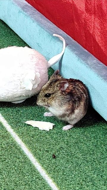 Танец хомяка. #шорты 4k смотреть онлайн