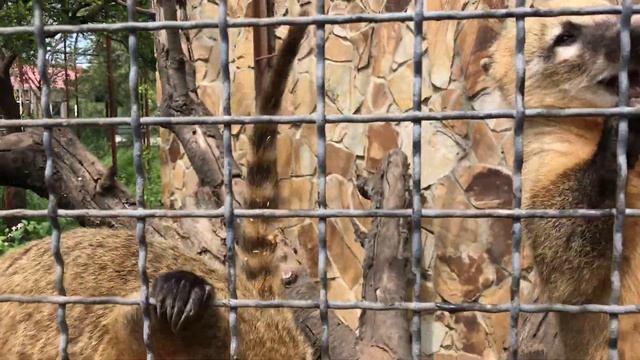 Милые коати любят орешки! Cute coati love nuts! смотреть онлайн
