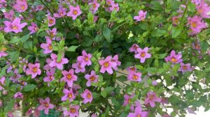 Рассада бакопы готова к высадке в кашпо. 29 мая 2025