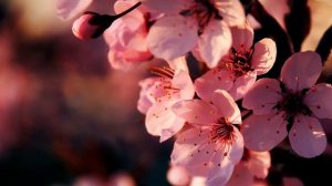 Настрой Сытина Исцеление желудка- кишечника. 💖