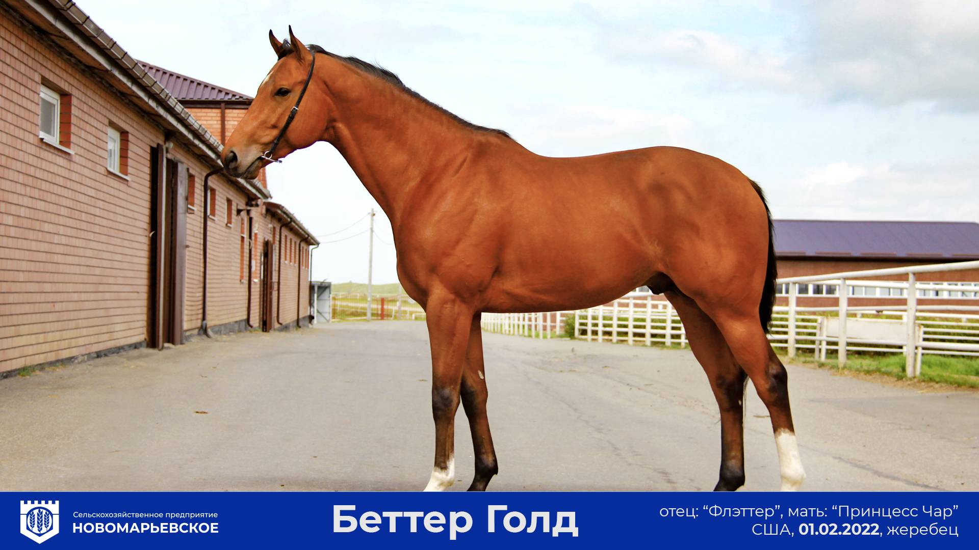 Предлагается к продаже перспективный жеребец «Беттер Голд» (Better Gold)