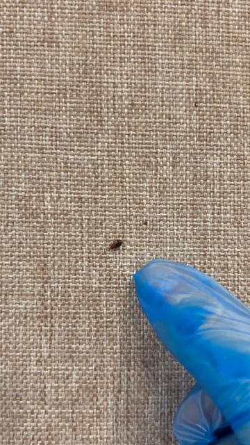 Клоп сбегает 😱