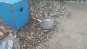 Подкормка птицы