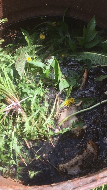 Универсальная подкормка для всех растений в огороде #подкормка # растения # огород # Верадача смотреть онлайн