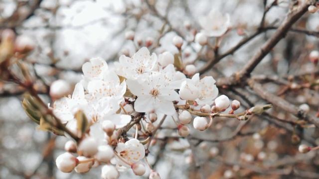 Дорогие мои,извините,но мне нужна моя квартира.Вам при