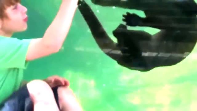 СМЕШНОЕ ВИДЕО С ЖИВОТНЫМИ смотреть онлайн