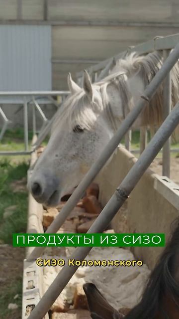 Фермер закупает хлеб из СИЗО для своих животных смотреть онлайн