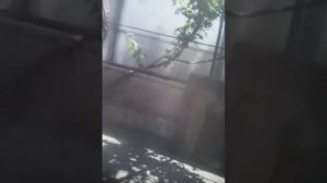 Побег от мамы и паркур до папы