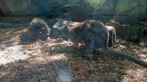 Московский зоопарк. Кенгуру, семья, разбрелись по вольеру, кто еду ищет, кто лежебока, хорошо живут