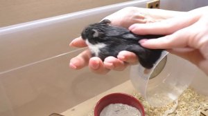 ХОМЯК КУКИ СЛОМАЛ ЛАПКУ О ЛЕСЕНКУ / СПАСЕНИЕ ХОМЯКА / САМЫЙ РУЧНОЙ ХОМЯК ПЕПСИ / Alisa Easy Pets