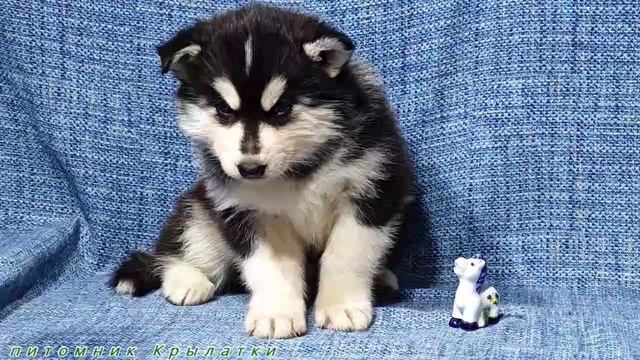Предлагаем черно-белую девочку щенка хаски, родилась 7 апреля 2025 года