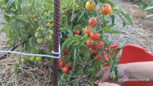 Огляд томату, гібрид  Стромболіно F1 (Strombolino F1), типу чер?