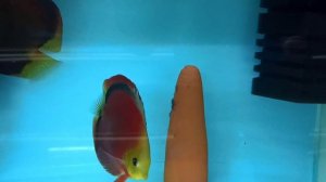 Начало селекции.