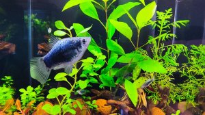 Сортировка пецилии