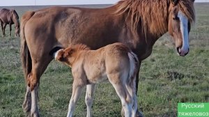Благоприятнай май | Табунное коневодство