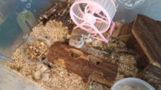 КОГО ЖЕ ВЫБРАТЬ КОШКУ ИЛИ ХОМЯЧКА? (идея @iaHrumka)  #хомуся