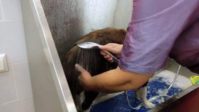 Бордер колли Уход содержание груминг