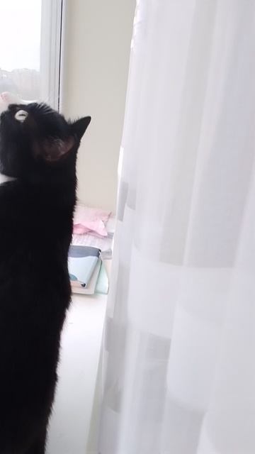 кот Сенька нюх воздуха💨 смотреть онлайн