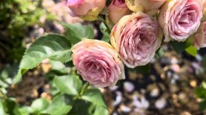 РОЗА СПРЕЙ "МИМИ ЭДЕН"Mimi Eden ,Франция, 2001(второгодка)19.07.2