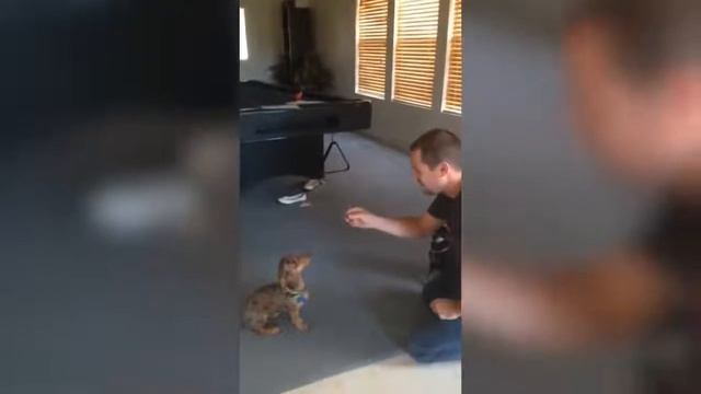 Собаки Приколы 2020 # 7/Смешное видео с собаками и щенками 2020/прикольные собаки 2020 смотреть онлайн