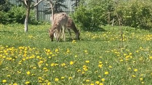 Как я удачно КОЗУ продала 🤣 Марсель 🦌