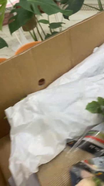 Бомбические пионы и кустовые розы #кошка #цветы #цветы? смотреть онлайн