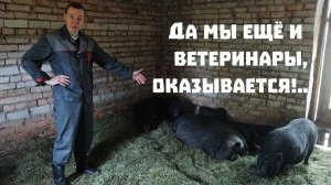 Находим серебро, обновляем хозяйство и проводим хирургические операции!