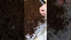 Посев мелких семян на туалетную бумагу #посевмелкихсе