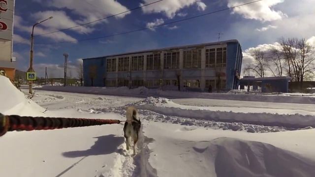 По площади Краснотурьинска на лыжах с собакой смотреть онлайн