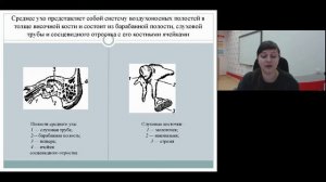 Анатомия, физиология и патология органов слуха, речи и