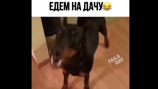 ДЕБИЛЫ ИЗ СОЦСЕТЕЙ 121 - приколы 2019 смотреть онлайн